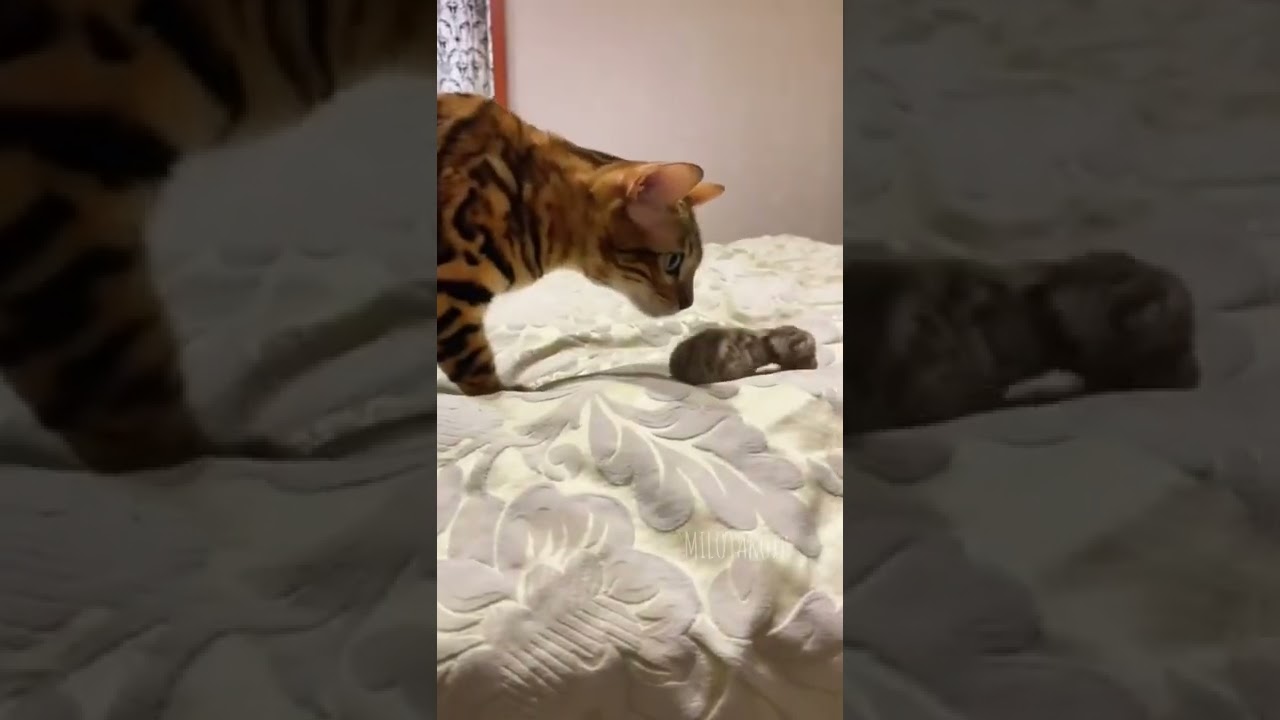 Cute and Funny Cat Videos to Keep You Smiling 3