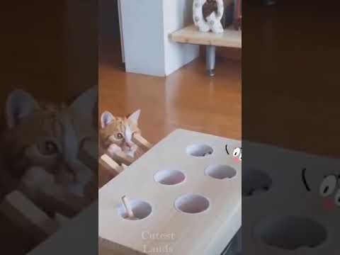 Cute cat moments|pranks #shorts