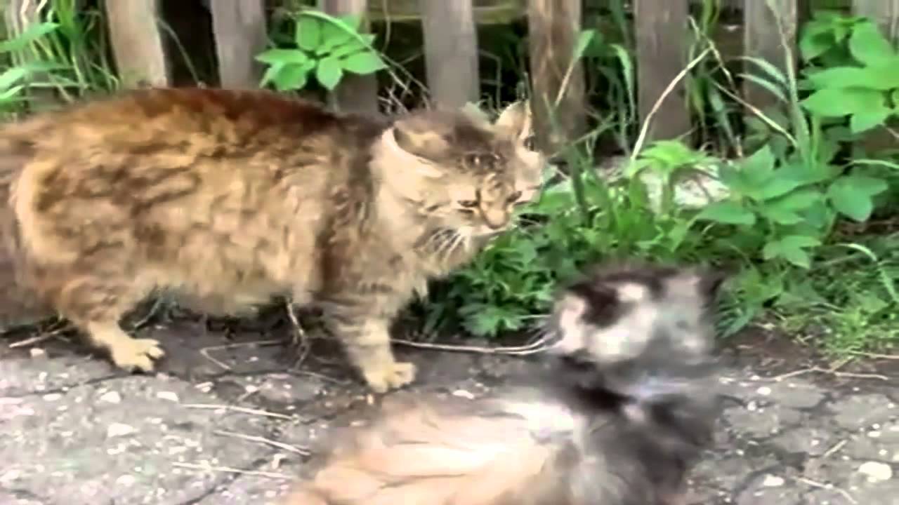 Extreme cats    amazing cute  2014   All time best