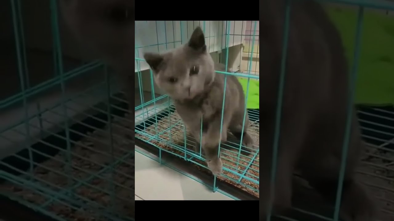 Funny Cat Fails | Funny Cat Compilation | Adorable Baby Cats #shorts #youtube #funny #smile