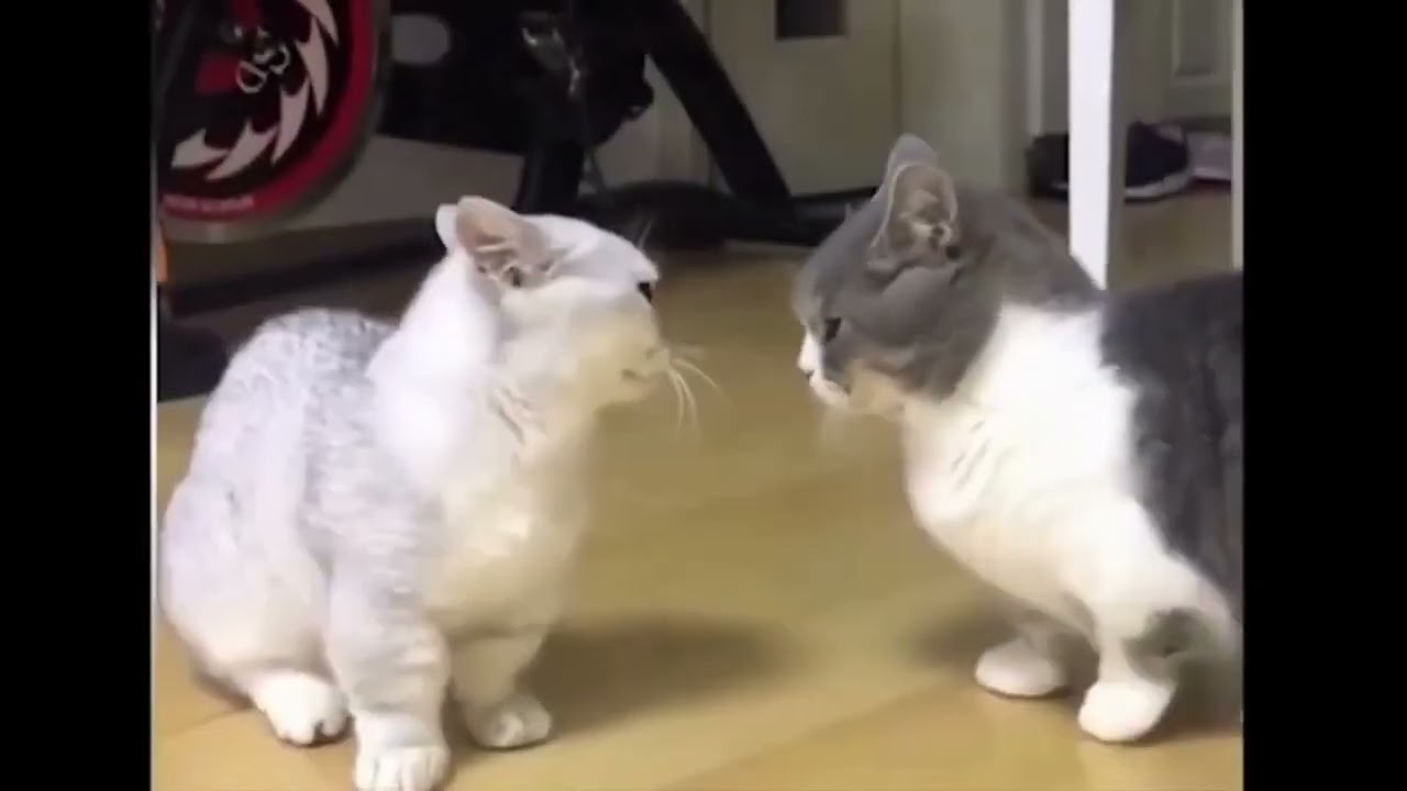 Funny Cat-astrophic Comedy