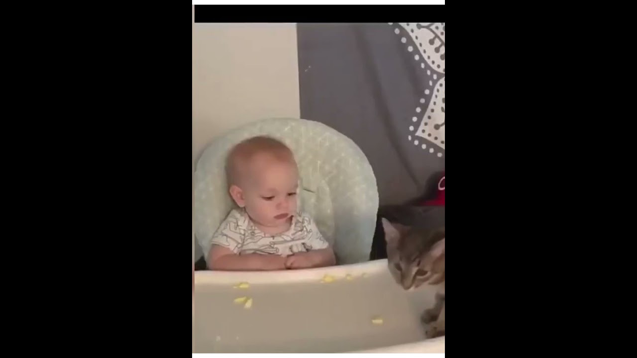 Funny Cats Compilations #3