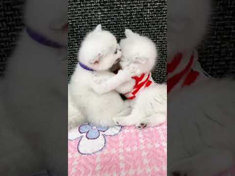 Funny Cats In love  #Animals #Shorts