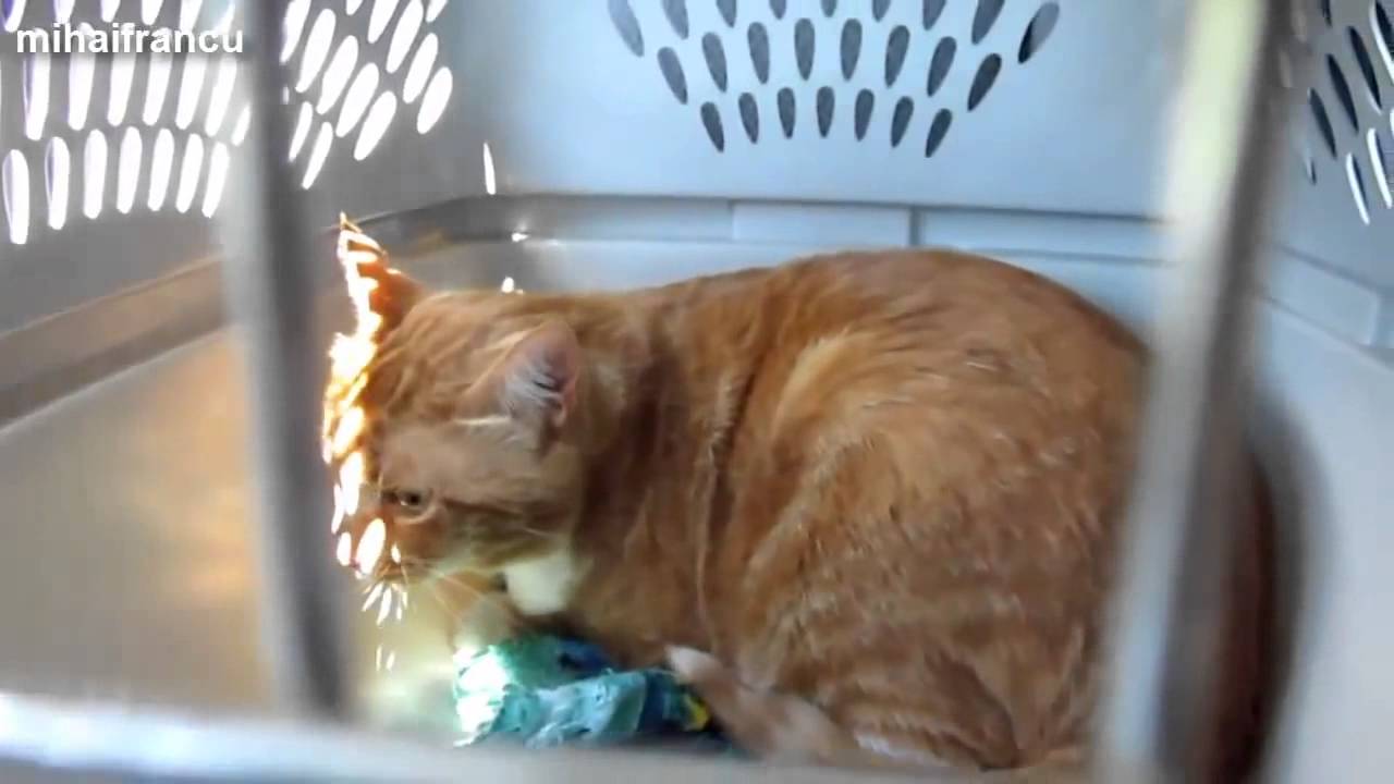 Funny Cats Saying Hello Compilation 2014 NEW