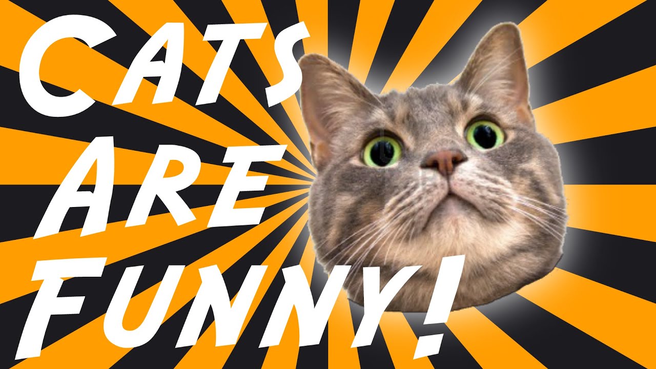 Funny Cats Video: Most Adorable and Funny Cats Compilation Series