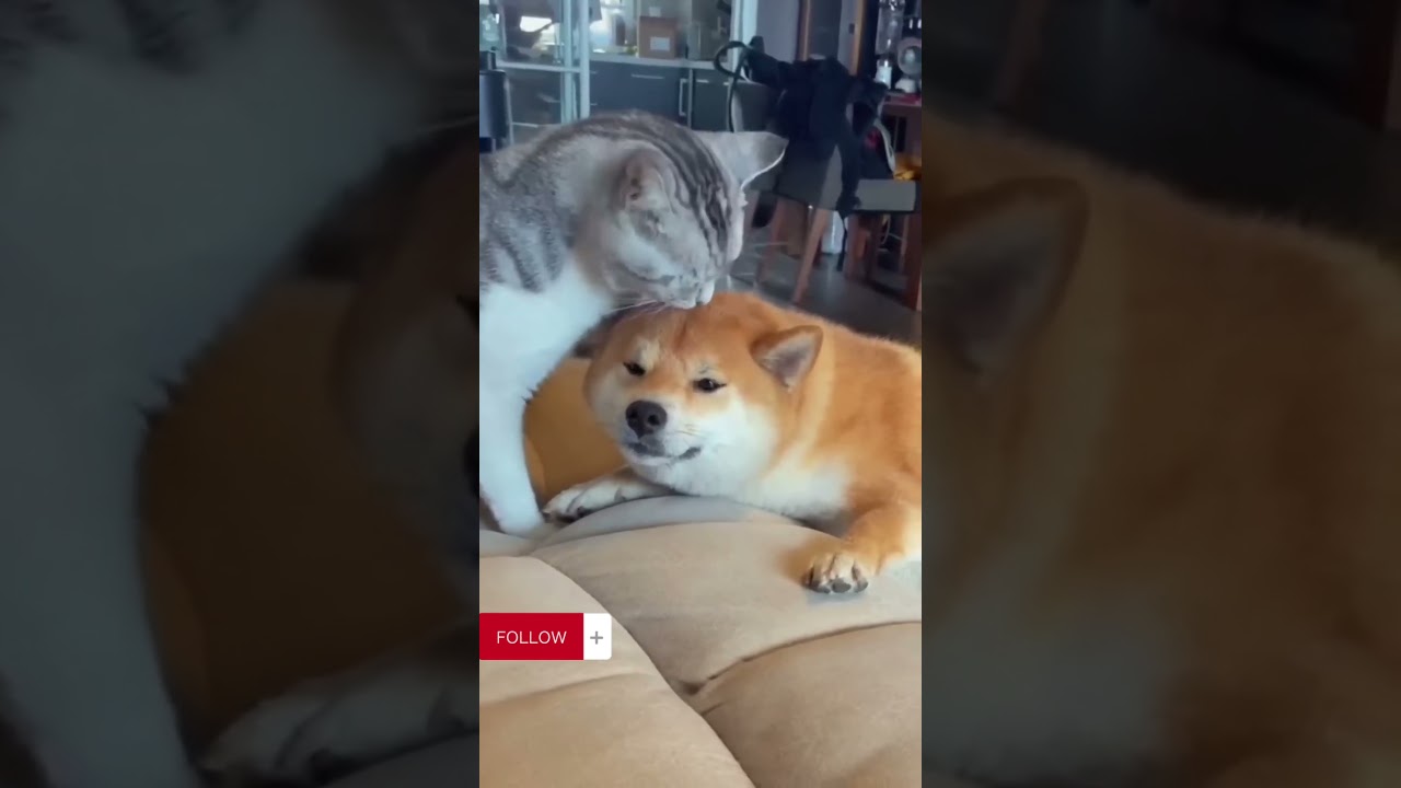 Funny Short #funnycat #funnydog #viral #funnyvideo #shorts #short #trending #xuhuong #fyp