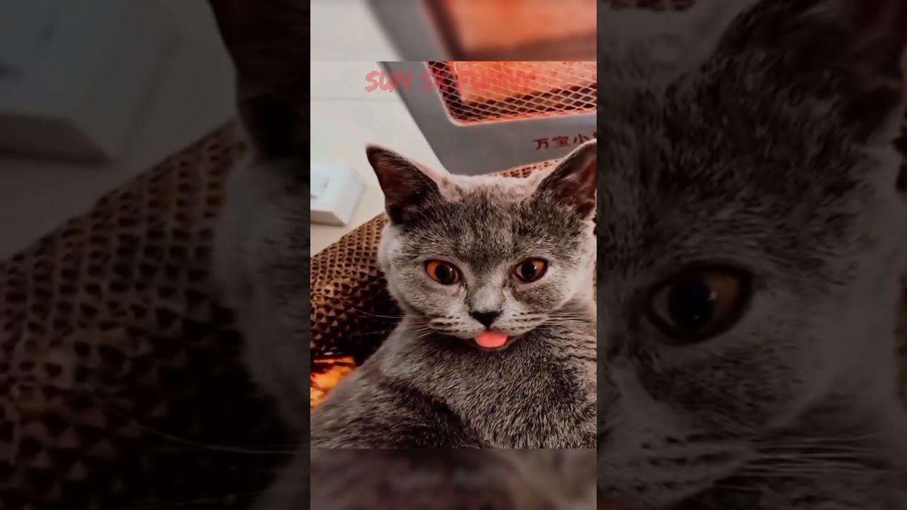 Funny animals cats and dogs videos #shorts