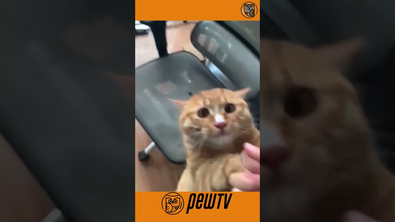 Funny cat videos that will make you laugh | #pets #cat #catshorts #funnycatvideos #funny