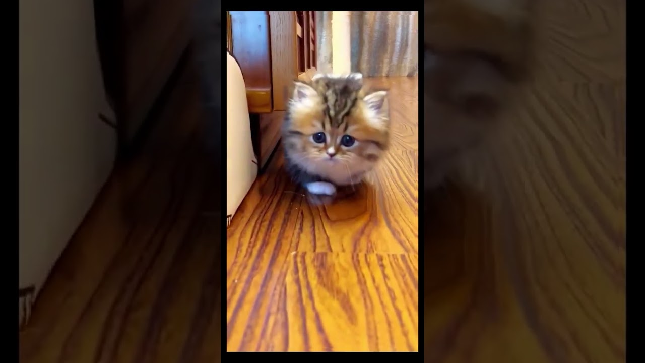 Hilarious Cat Antics That Will Make You LOL #shorts