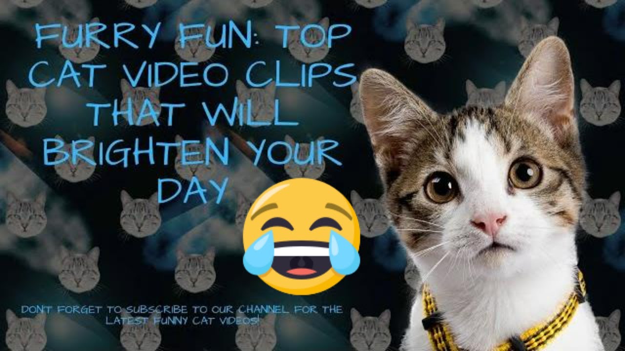 Hilarious Cats Caught on Camera The Ultimate Compilation Best funny videos 2023