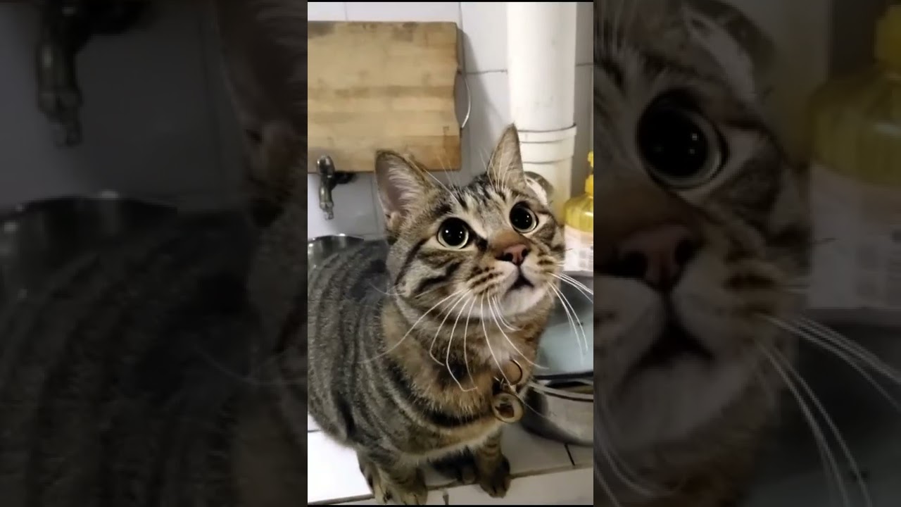 Jumping Cats   Funny cat moments   Cat video