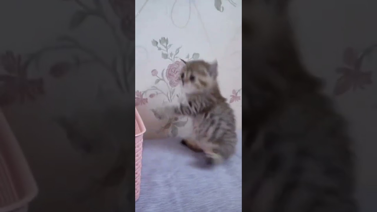 Lovely Cat black cat cats funny cats funny cat videos  Kitten is playing Tiktok #Shorts