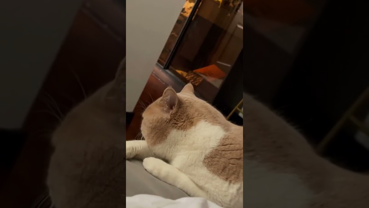 cat fails compilation ,Aww cute cat meow cash funny tiktok 2021 #shorts