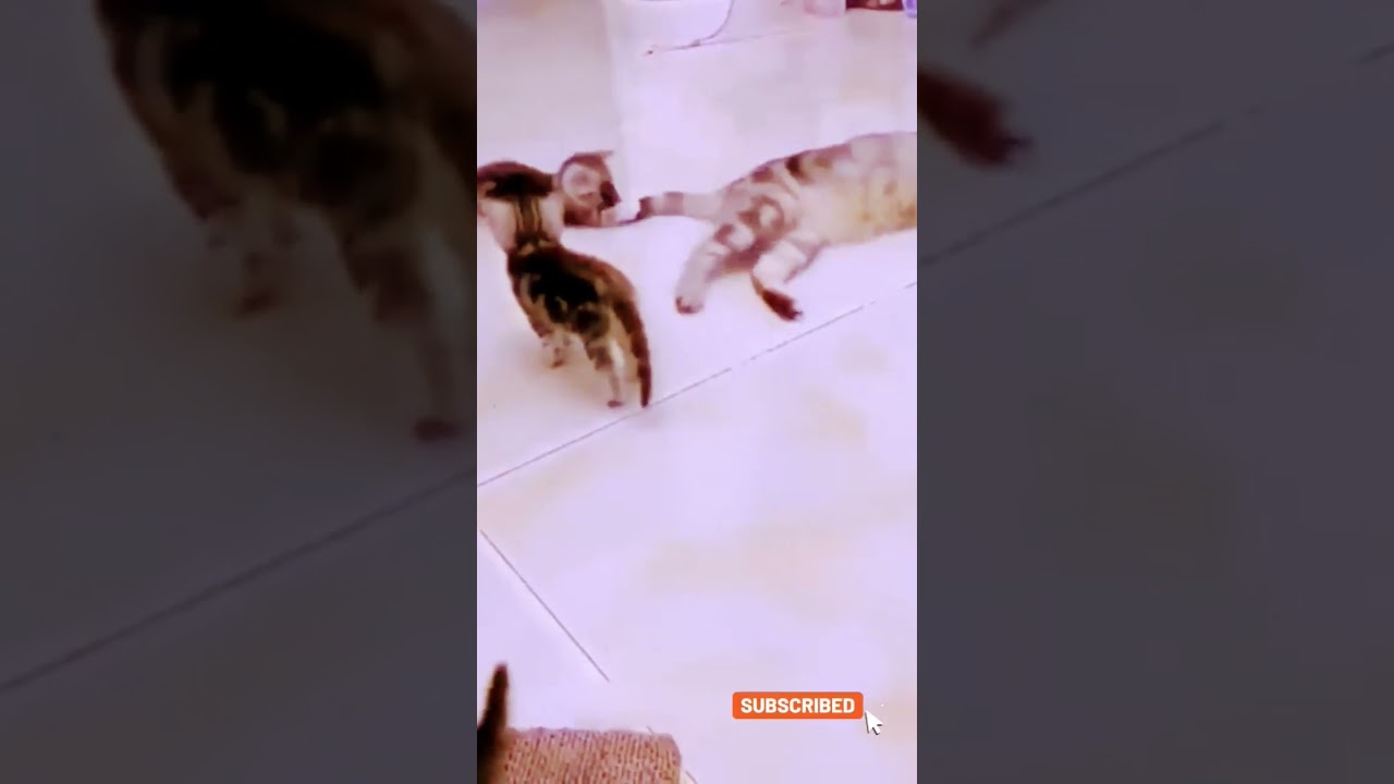 funniest animal 2023 #shortsfeed #funny #animal