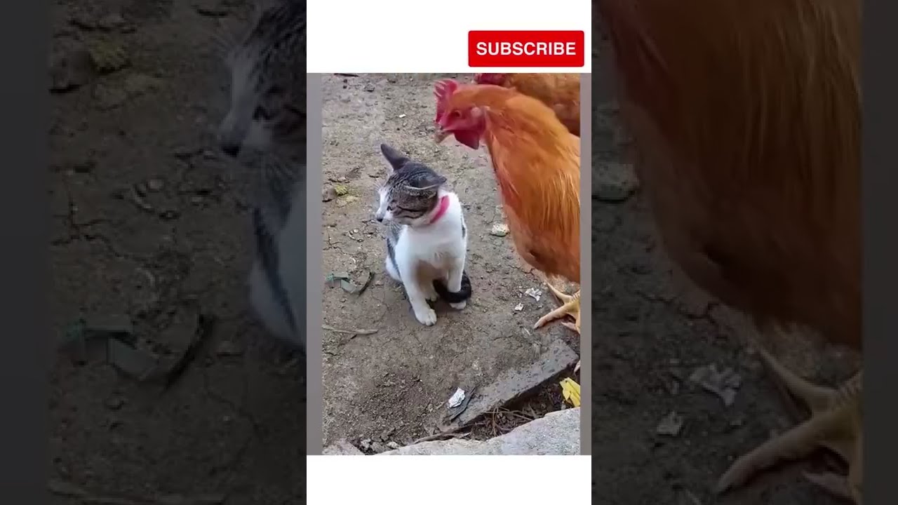 funny cat stealing fish videos #shorts