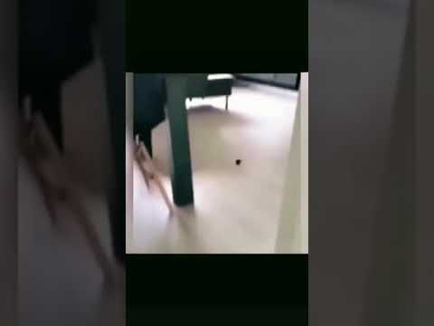 Cat boarding hotel at Cats Luv Us