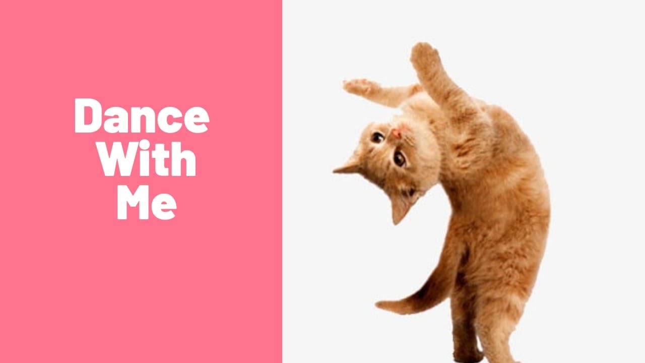 funny cat videos|funny cat videos 2021|funny cat videos compilation #2