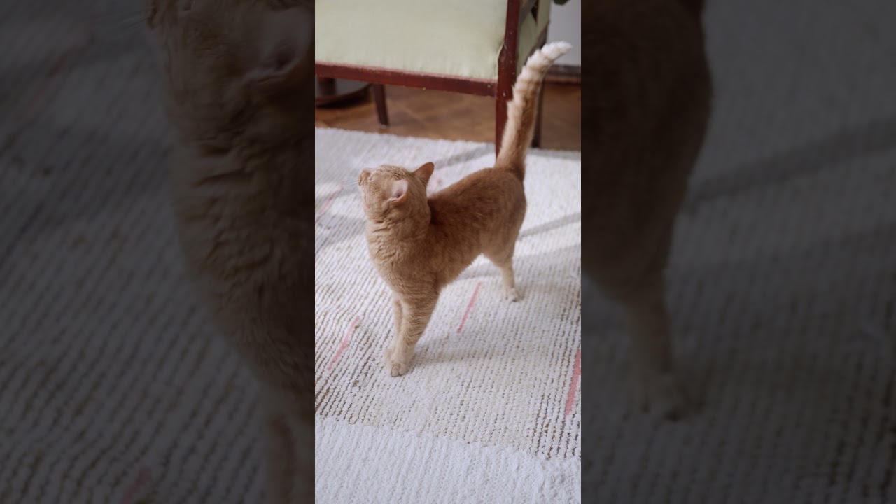 funny cats funny moments of animals