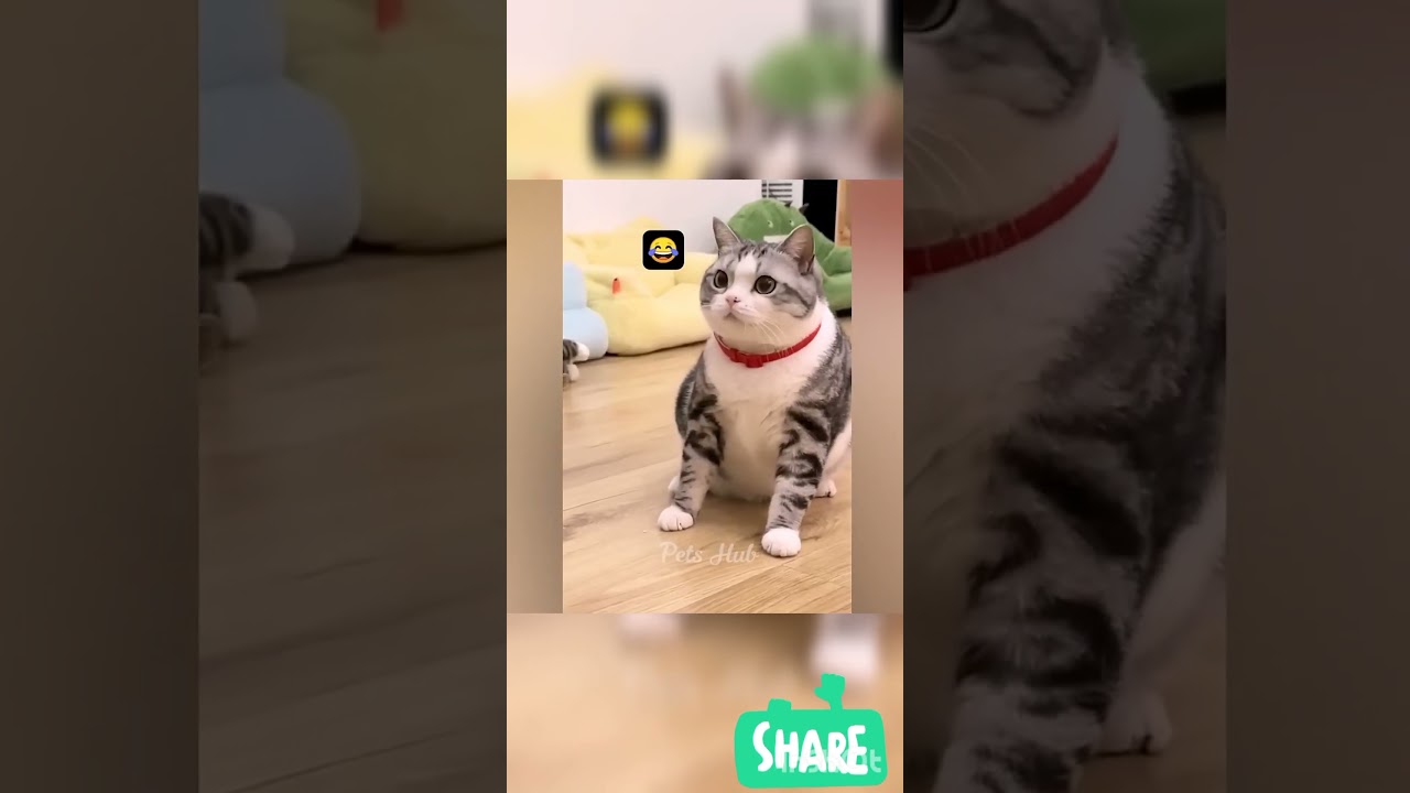 funny cute cats#funny cute cats#shorts #funny #cat