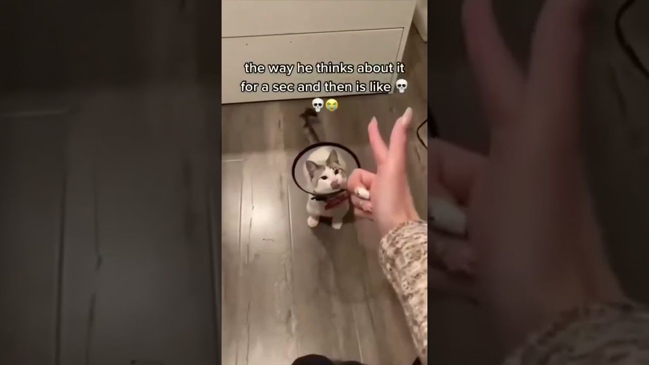 i Tried a Fake Fire Prank with My Cute Kitten Cat | Funny Cats Videos