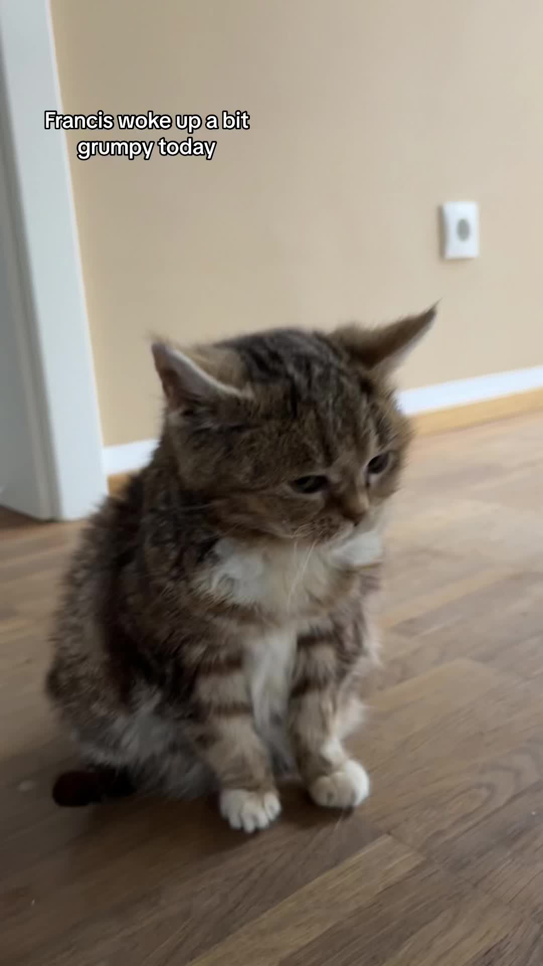 How is your mood as of late? 🐈‍⬛ #cat #cats #catsoftiktok #catlover #cattok #catvideo #catvideosontiktok #catvideos #viralvideo #trending #tiktok #fypシ #fyp #fypシ゚viral #foryoupage #funnycats #funnycat #love #francisthecat | Text TIKTOK to 833-880-7724 For A Free Night time Promo Code