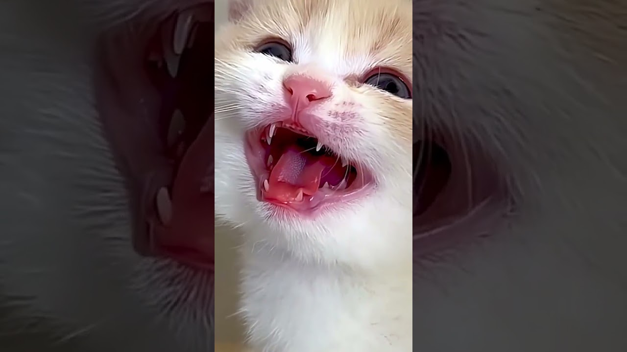 2023 Funniest Cat Videos You'll Laugh So Hard You'll Cry #145  #catcomedy #catfails #cathumor