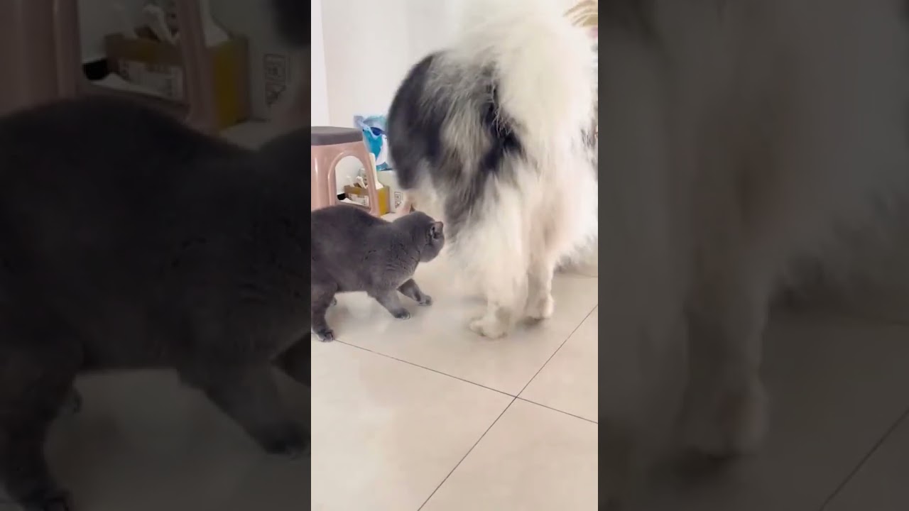 2023 Funniest Cat Videos You'll Laugh So Hard You'll Cry #87