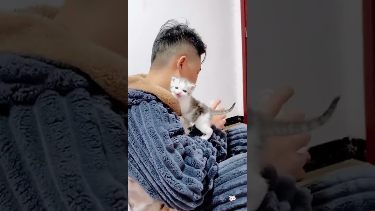 Laugh Out Loud with the Funniest Cat Video of All Time #9