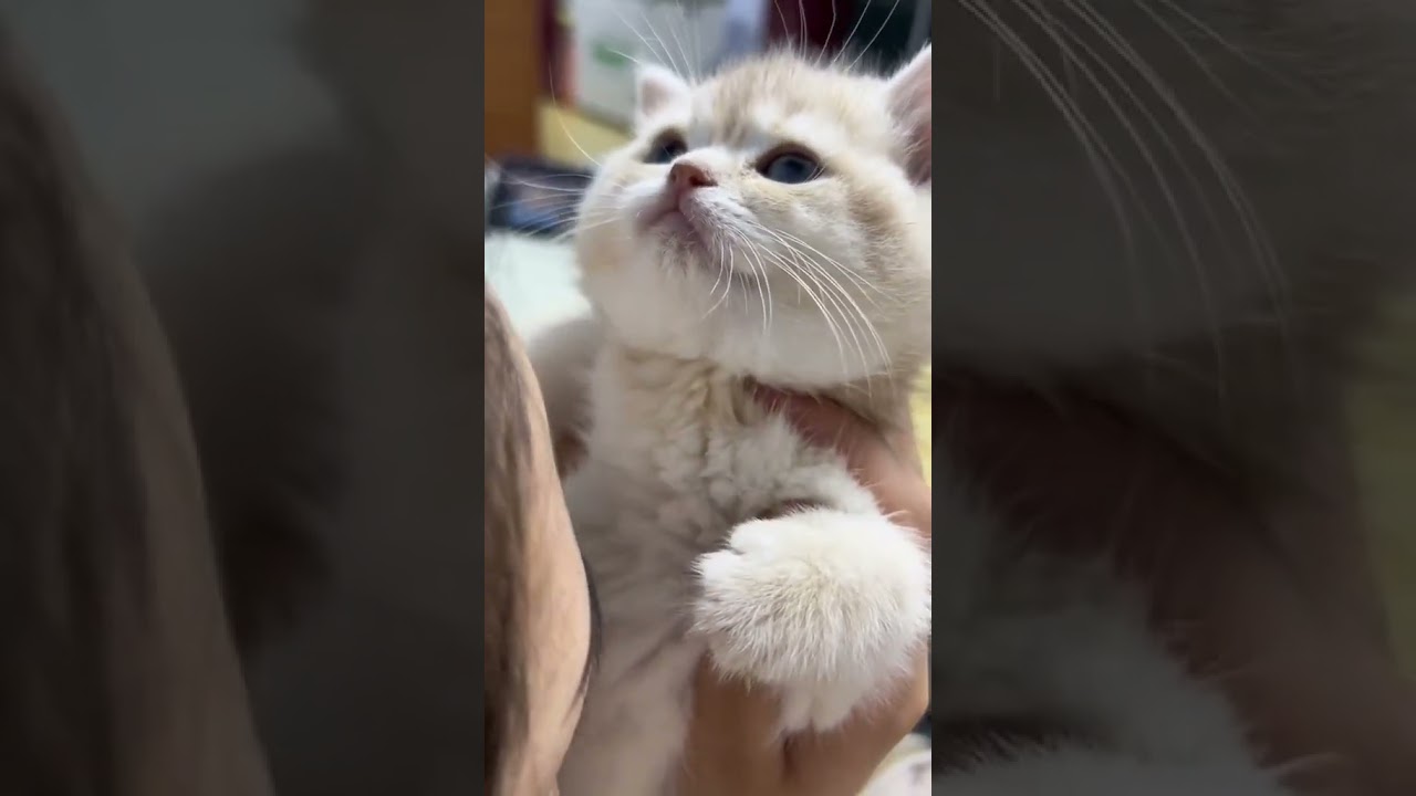 Laugh Out Loud with the Funniest Cat Video of All Time #41