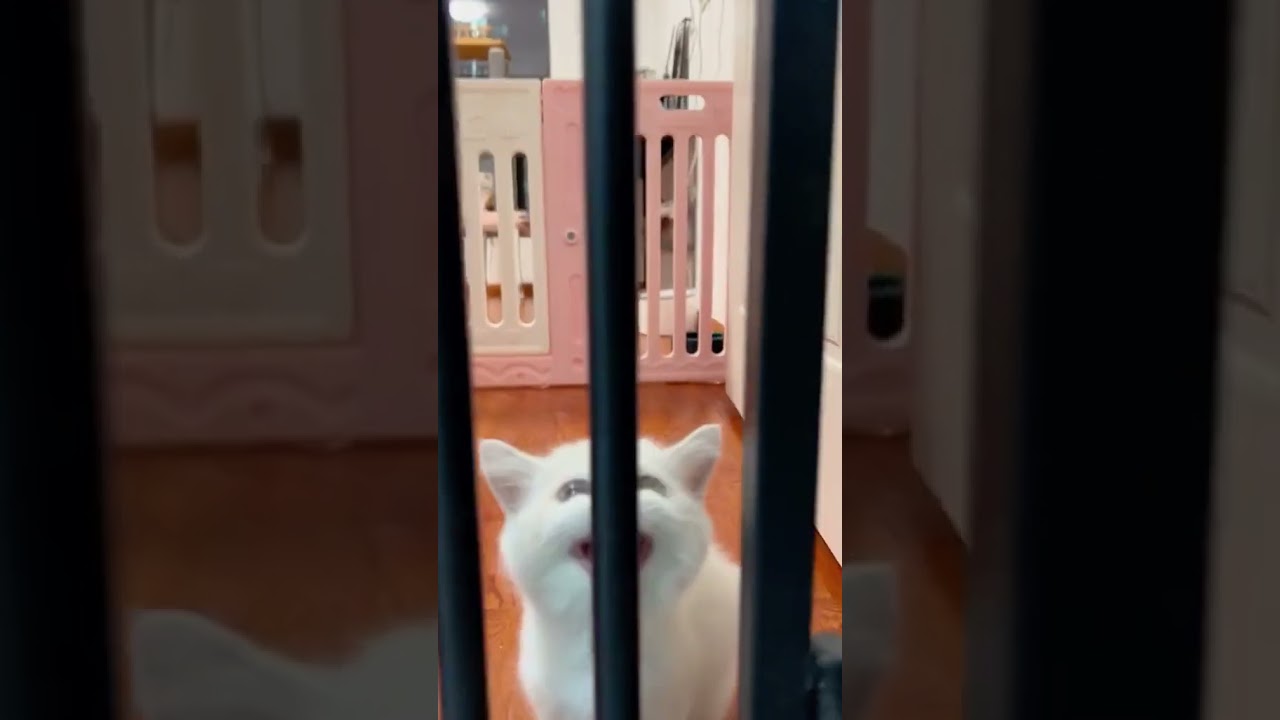 2023 Funniest Cat Videos You'll Laugh So Hard You'll Cry #90