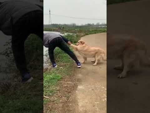 Get ready to laugh with these hilarious funny animal videos 67