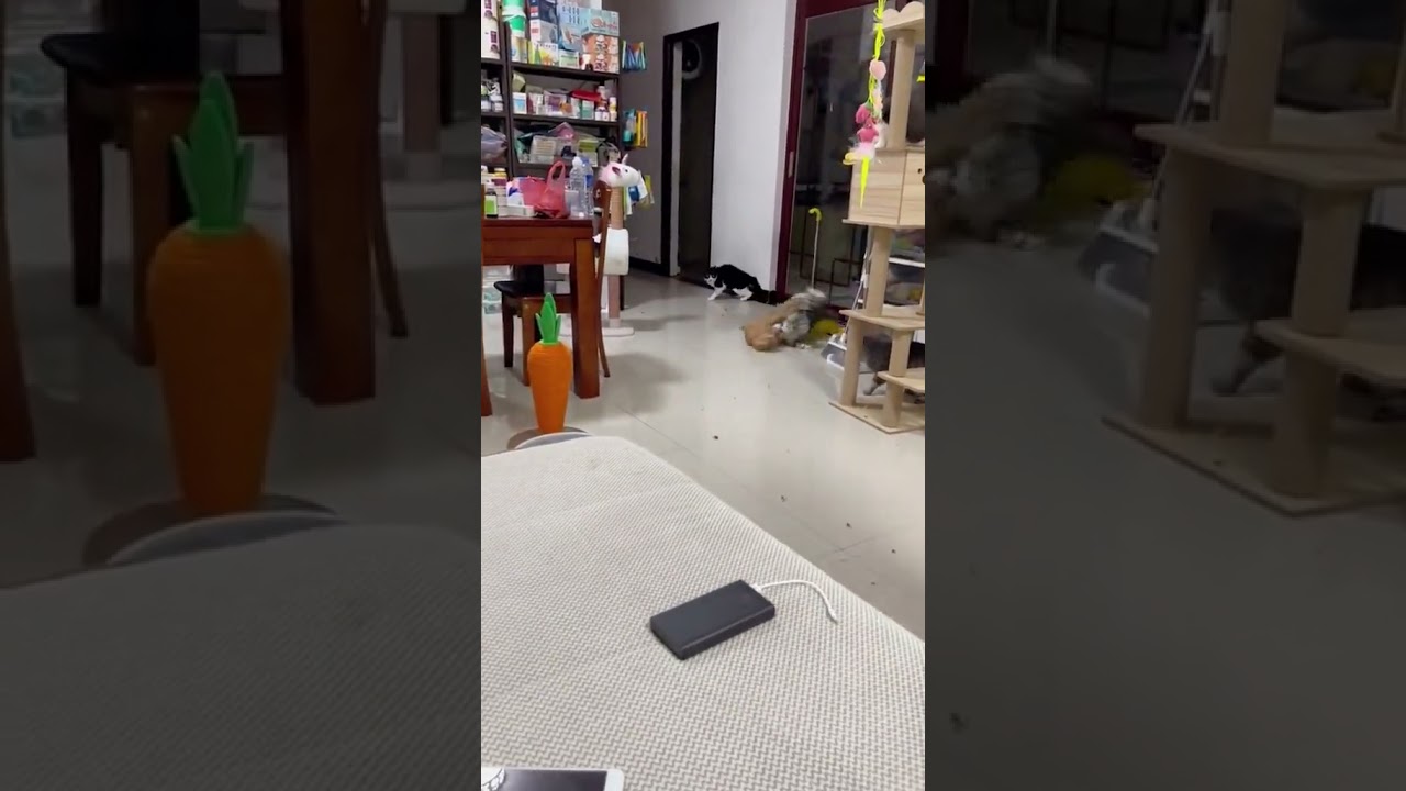 2023 Funniest Cat Videos You'll Laugh So Hard You'll Cry #91