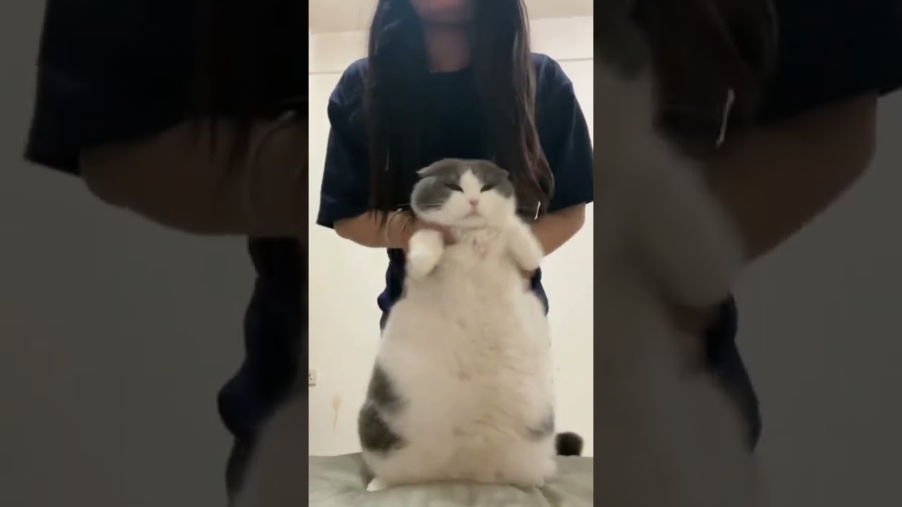 Laugh Out Loud with the Funniest Cat Video of All Time