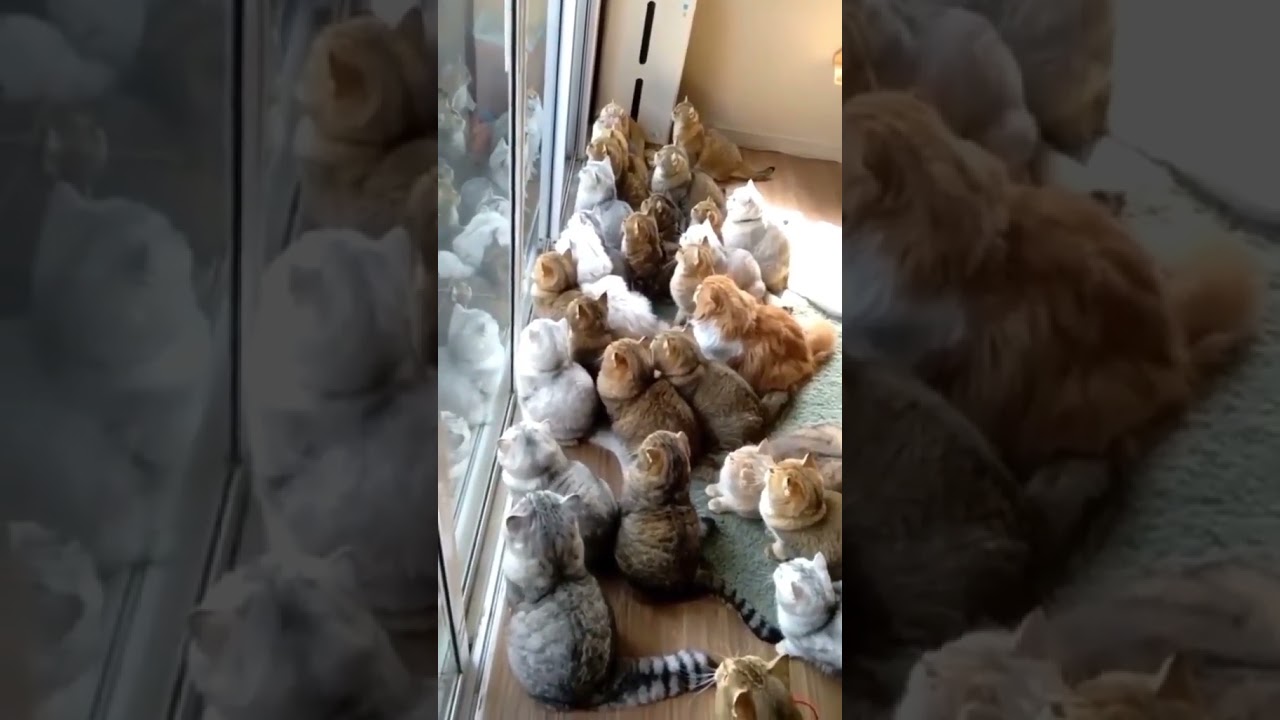 2023 Funniest Cat Videos You'll Laugh So Hard You'll Cry #148  #catcomedy #catfails #cathumor