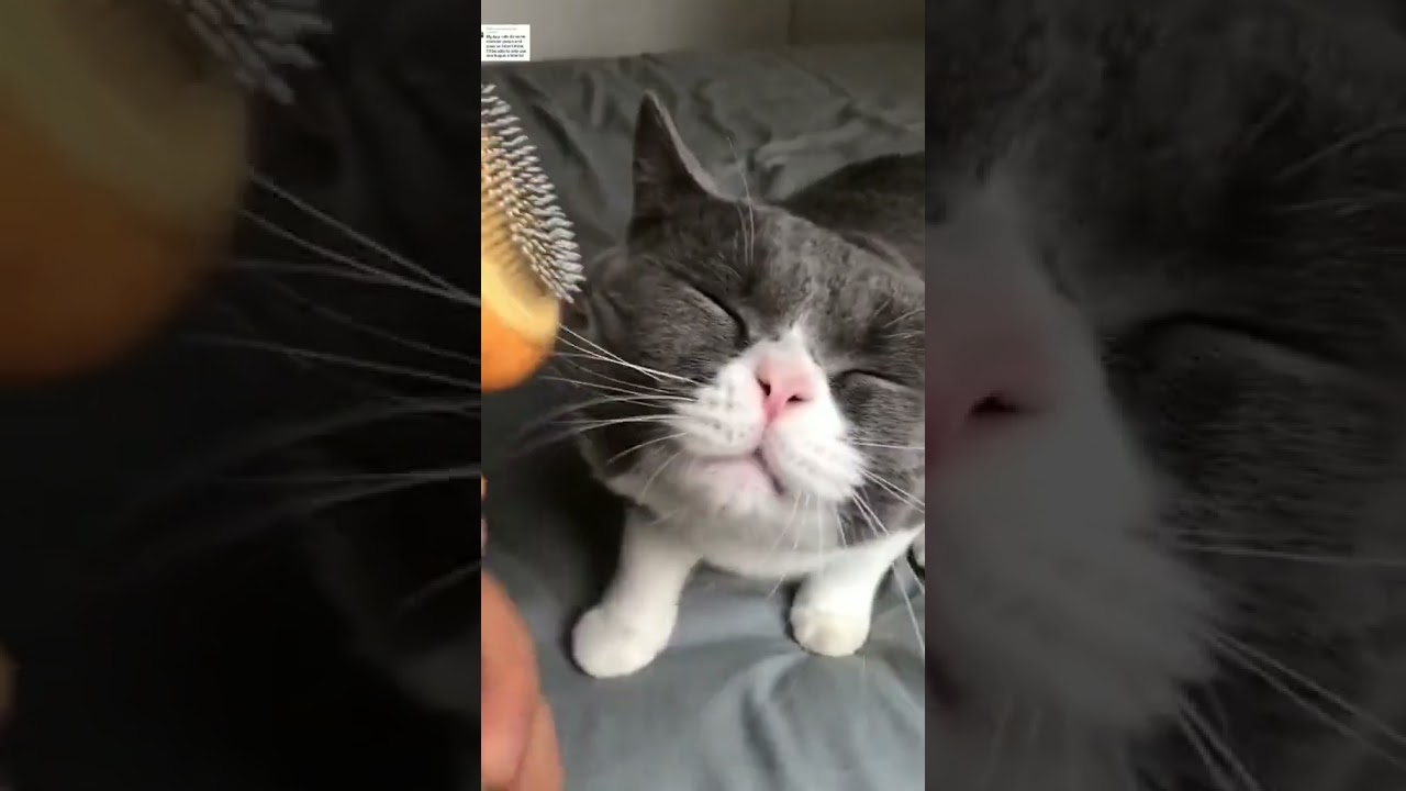 2023 Funniest Cat Videos You'll Laugh So Hard You'll Cry #131  #catcomedy #catfails #cathumor