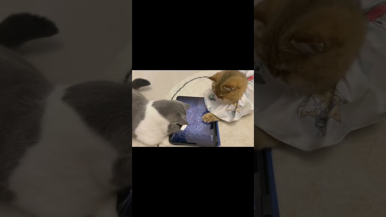 2023 Funniest Cat Videos You'll Laugh So Hard You'll Cry #113