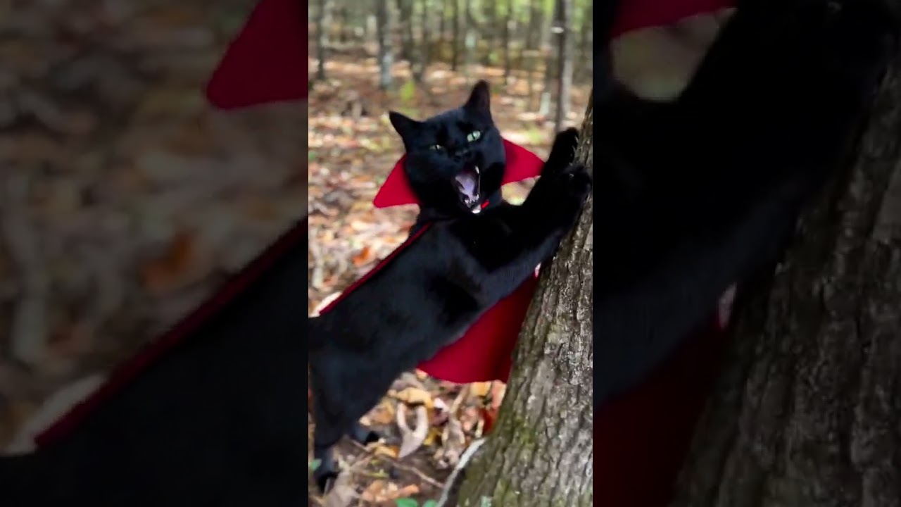 2023 Funniest Cat Videos You'll Laugh So Hard You'll Cry #156  #catcomedy #catfails #cathumor