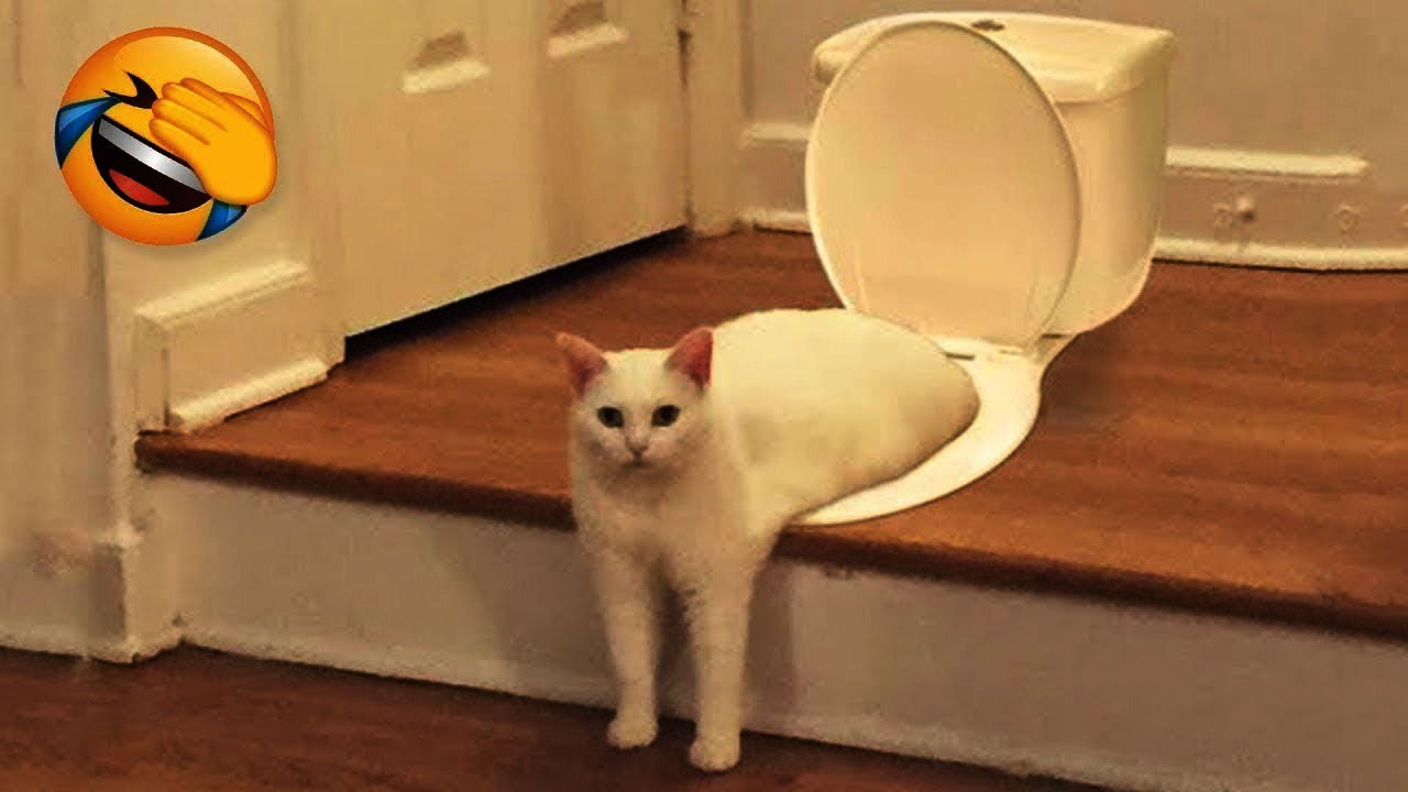 New Funny Animals Video 2023 | Funniest Cats and Dogs Videos | New Funny Video Of Cat And Dogs