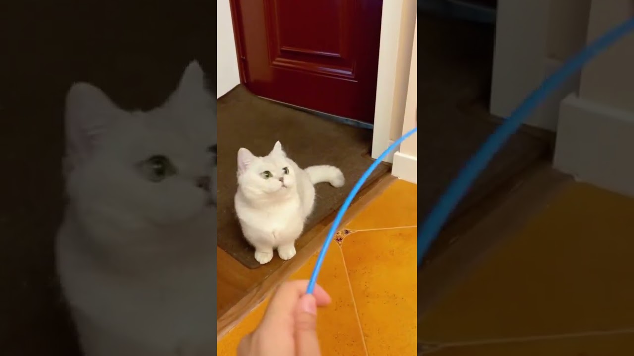 2023 Funniest Cat Videos You'll Laugh So Hard You'll Cry #104