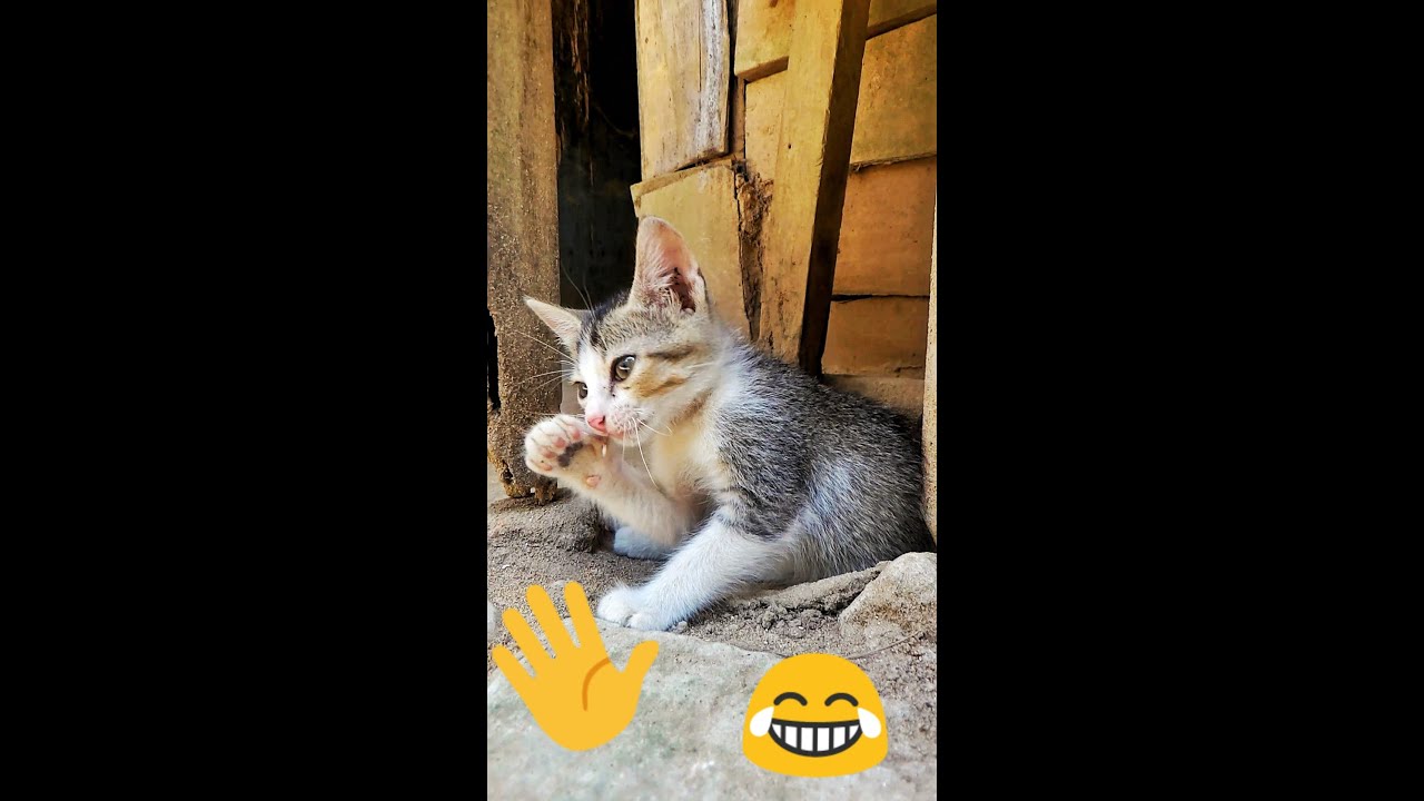 Baby Cat - No funny cat video | small cat sleeping video | lovely cat funny video 2022 #pets #cat