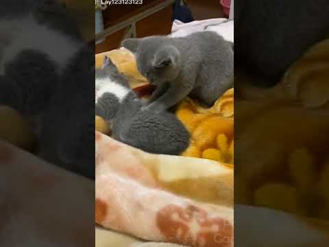 Cute Cats | Funny Cats | Black Cats | Cats | Lovely Cats #shorts