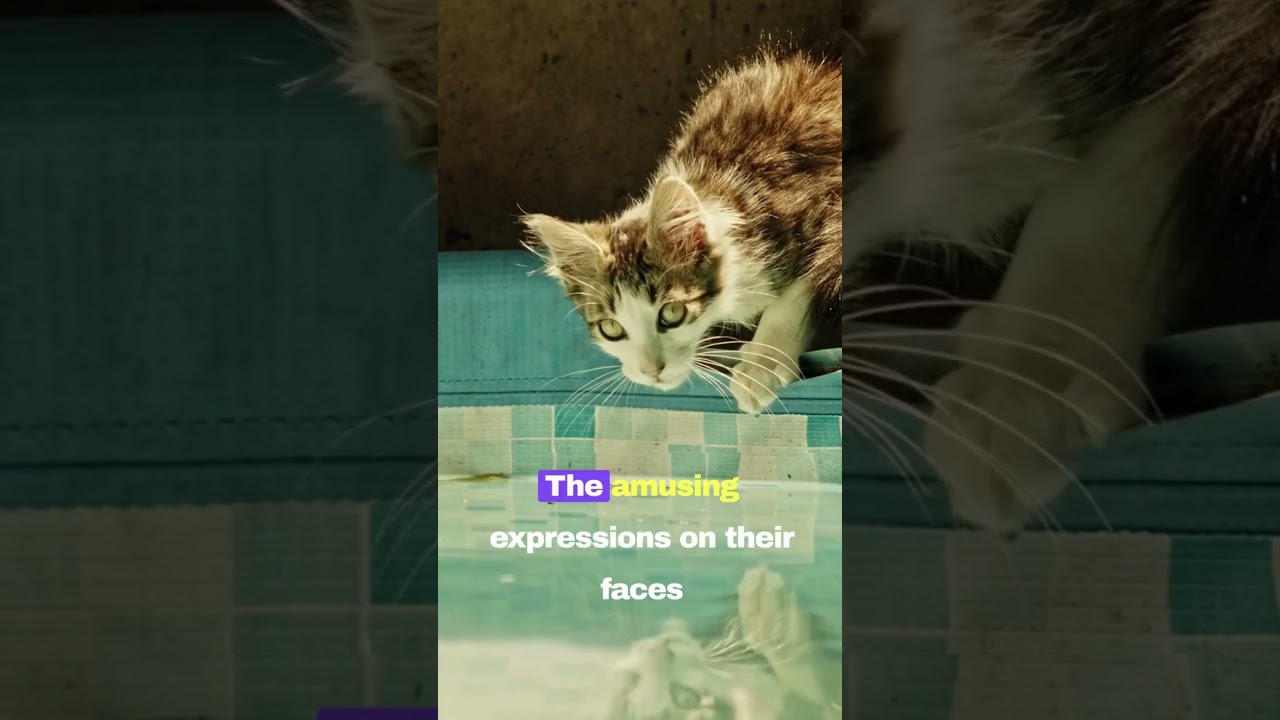 Epic Cat Fails: Hilarious Mishaps Unveiled  #cat #kitty #animal #mycat #feline #pet #shorts