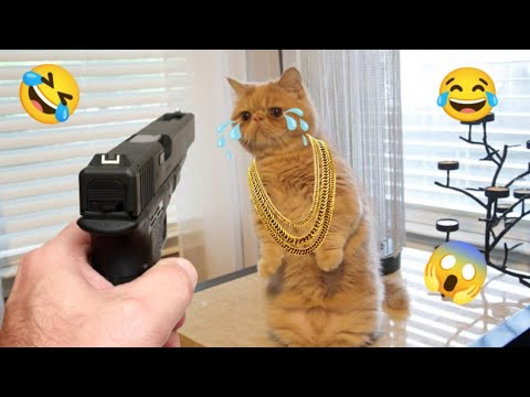 Funniest Cats and dogs ||Cute cats and dogs #viral #cat #dog#funny #cute