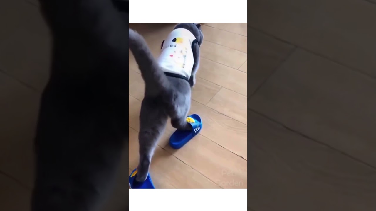 Funny cats on tiktok | Try not to laugh | cat Fails | Funny animals | Reaction #Shorts #trend #short