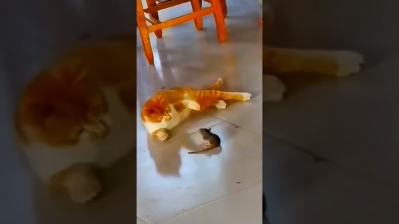 Get ready to laugh with these hilarious funny animal videos 114