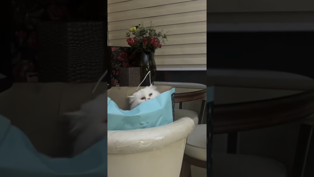 Hello there, why I am in a bag??? #animalhumor #funnyanimalmoments #funnycats #animalbloopers