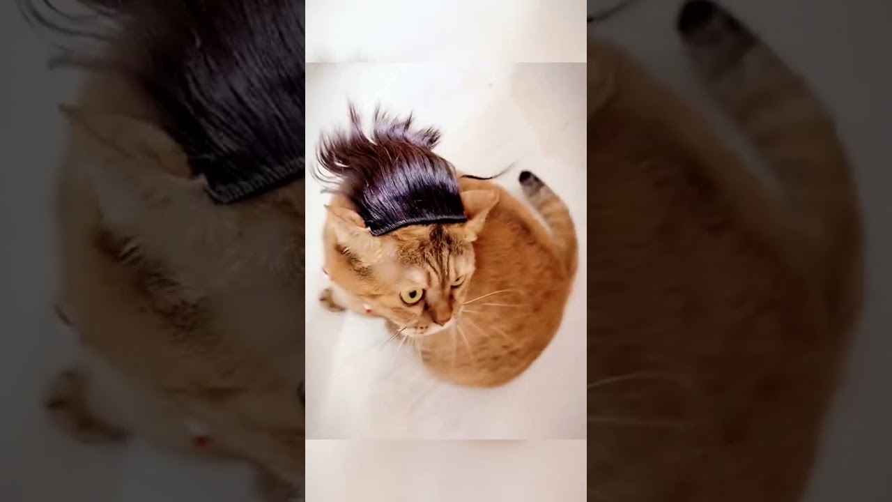 How to prank your cat #2