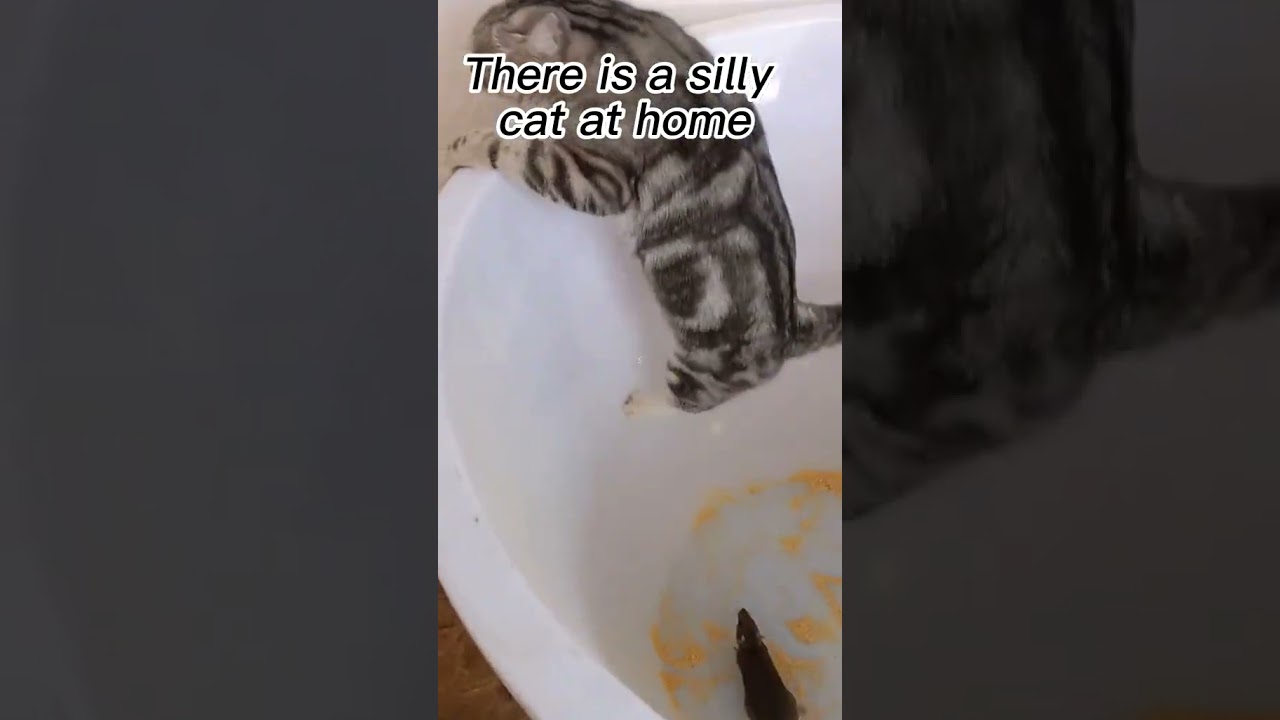 Laugh Out Loud with the Funniest Cat Video of All Time #19