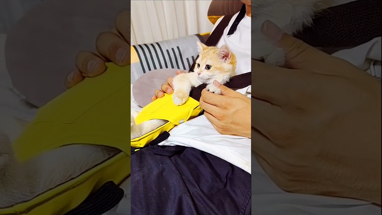 Little cats cute and funny videos #pets #funnycats #shorts #cats