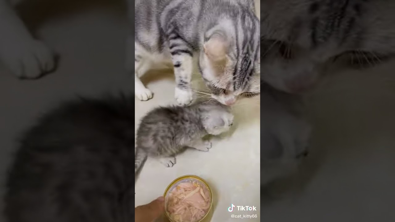 Lovely Cat, black cat, cats, funny cats, funny cat videos 1683